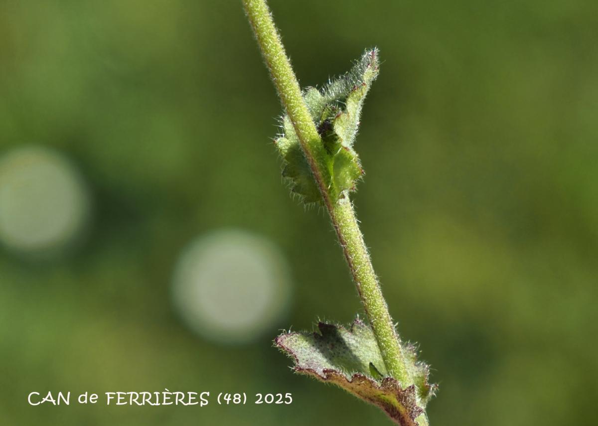 Whitlow Grass, Wall leaf